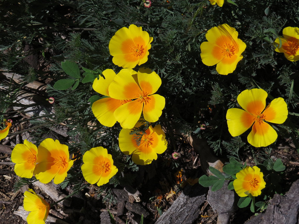 "Eschscholzia californica var. maritima" by stonebird is licensed under CC BY-NC-SA 2.0. To view a copy of this license, visit https://creativecommons.org/licenses/by-nc-sa/2.0/?ref=openverse.
