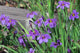 "J20170410-0096—Sisyrinchium bellum—RPBG Plant Sale" by John Rusk is licensed under CC BY 2.0. To view a copy of this license, visit https://creativecommons.org/licenses/by/2.0/?ref=openverse.