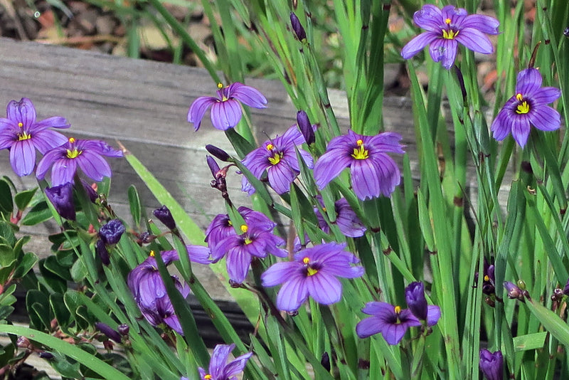 "J20170410-0096—Sisyrinchium bellum—RPBG Plant Sale" by John Rusk is licensed under CC BY 2.0. To view a copy of this license, visit https://creativecommons.org/licenses/by/2.0/?ref=openverse.