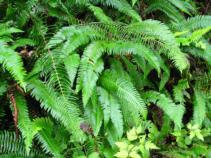 "Polystichum munitum Sword Fern" by brewbooks is licensed under CC BY-SA 2.0. To view a copy of this license, visit https://creativecommons.org/licenses/by-sa/2.0/?ref=openverse.
