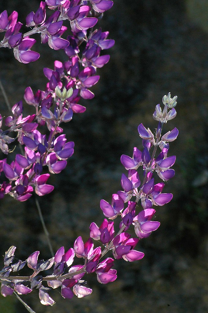 "LUPINE, SILVER (lupinus albifrons) (4-19-09) cerro alto rd -01" by Sloalan is marked with CC0 1.0.