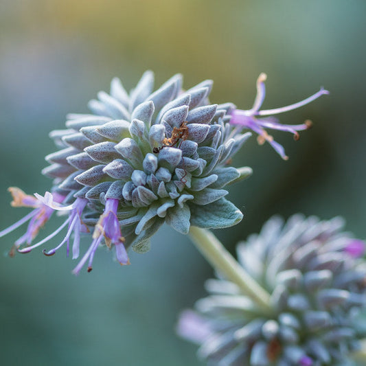 "Salvia leucophylla" by Santa Monica Mountains National Recreation Area is marked with Public Domain Mark 1.0.