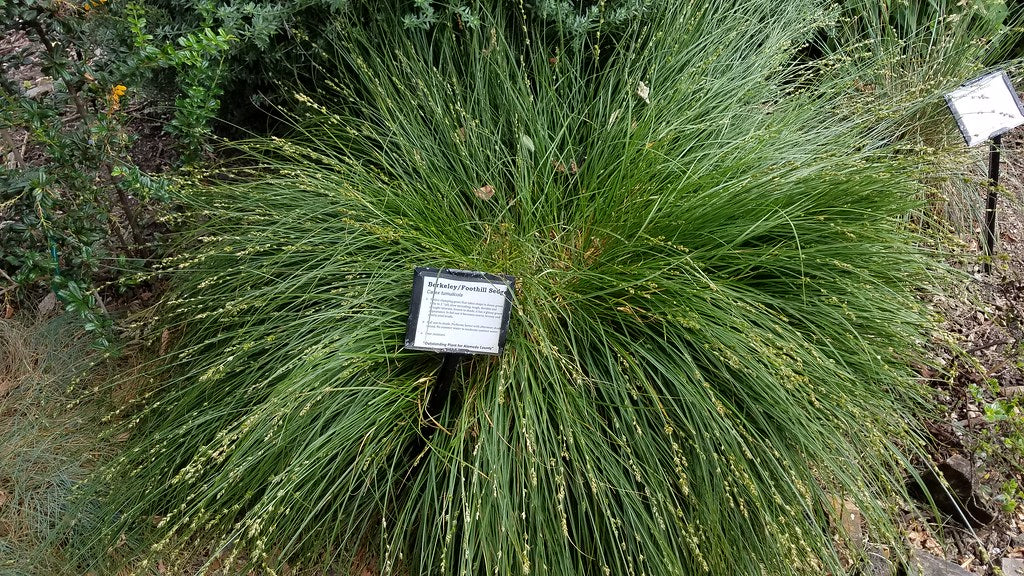 "Berkeley sedge (Carex tumulicola) CA native" by PlantRight1 is licensed under CC BY 2.0. To view a copy of this license, visit https://creativecommons.org/licenses/by/2.0/?ref=openverse.
