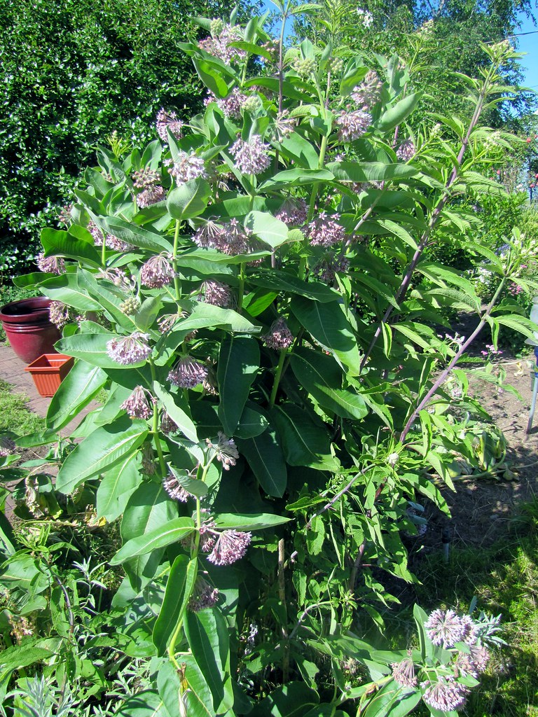 "Showy Milkweed - Asclepias speciosa" by tlhowes2012 is licensed under CC BY-NC-SA 2.0. To view a copy of this license, visit https://creativecommons.org/licenses/by-nc-sa/2.0/?ref=openverse.
