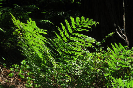 "J20170615-0013—Woodwardia fimbriata—RPBG" by John Rusk is licensed under CC BY 2.0. To view a copy of this license, visit https://creativecommons.org/licenses/by/2.0/?ref=openverse.
