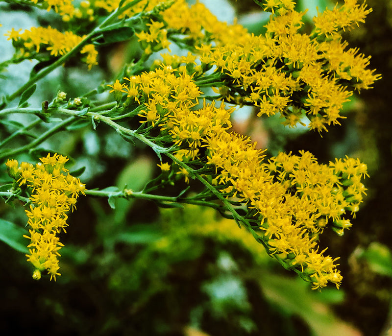 "J20170824-0072—Solidago velutina ssp californica—RPBG—DxO" by John Rusk is licensed under CC BY 2.0. To view a copy of this license, visit https://creativecommons.org/licenses/by/2.0/?ref=openverse.
