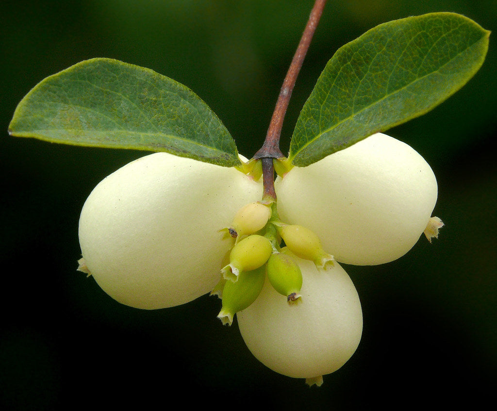 "Symphoricarpos albus var. laevigatus #1" by J.G. in S.F. is licensed under CC BY-NC-ND 2.0. To view a copy of this license, visit https://creativecommons.org/licenses/by-nc-nd/2.0/?ref=openverse.
