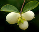 "Symphoricarpos albus var. laevigatus #1" by J.G. in S.F. is licensed under CC BY-NC-ND 2.0. To view a copy of this license, visit https://creativecommons.org/licenses/by-nc-nd/2.0/?ref=openverse.
