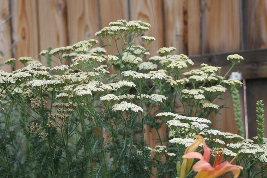 "Common Yarrow" by patrick_standish is licensed under CC BY 2.0. To view a copy of this license, visit https://creativecommons.org/licenses/by/2.0/?ref=openverse.