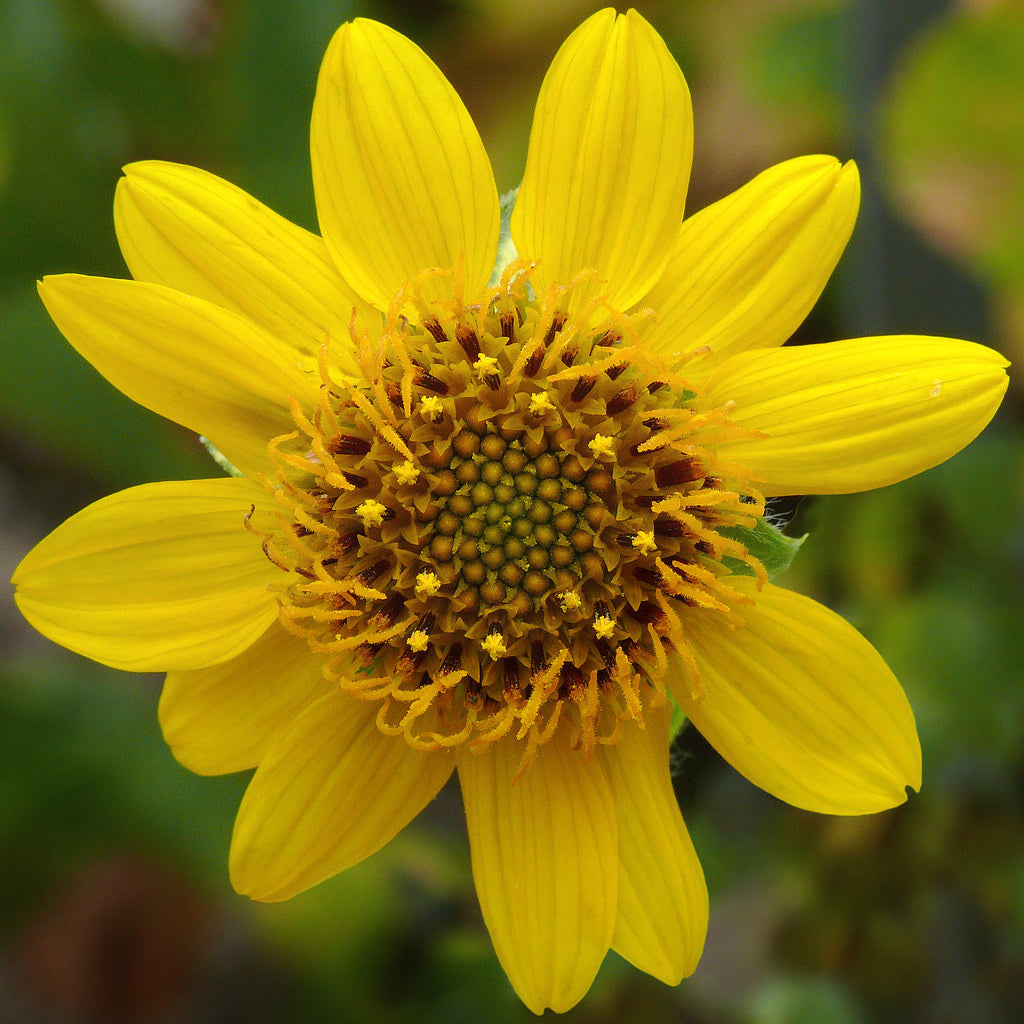 Serpentine Sunflower