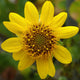 Serpentine Sunflower