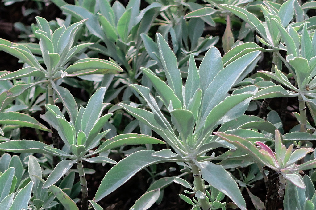 "J20161110-0061—Salvia apiana—RPBG—DxO" by John Rusk is licensed under CC BY 2.0. To view a copy of this license, visit https://creativecommons.org/licenses/by/2.0/?ref=openverse.
