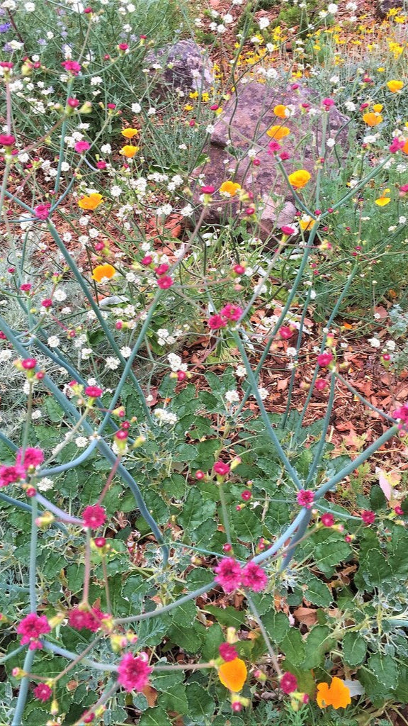 "red buckwheat and poppies - Jeff Silva - edited" by CA Native Plant Society is licensed under CC BY 2.0. To view a copy of this license, visit https://creativecommons.org/licenses/by/2.0/?ref=openverse.
