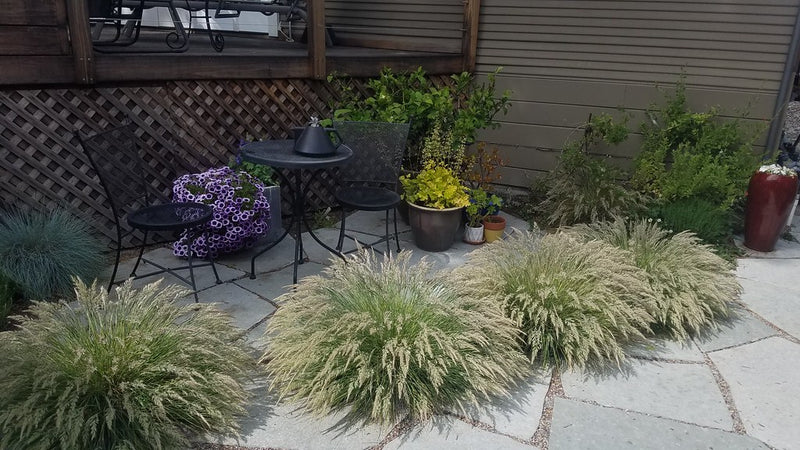 "Calamagrostis foliosa (Leafy reed grass)" by PlantRight1 is licensed under CC BY 2.0. To view a copy of this license, visit https://creativecommons.org/licenses/by/2.0/?ref=openverse.
