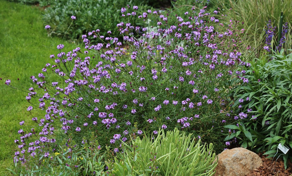 "De La Mina Verbena" by CountryMouse13 is licensed under CC BY 2.0. To view a copy of this license, visit https://creativecommons.org/licenses/by/2.0/?ref=openverse