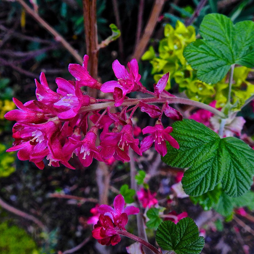 "Red-flowering currant" by nordique is licensed under CC BY 2.0.