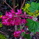 "Red-flowering currant" by nordique is licensed under CC BY 2.0.