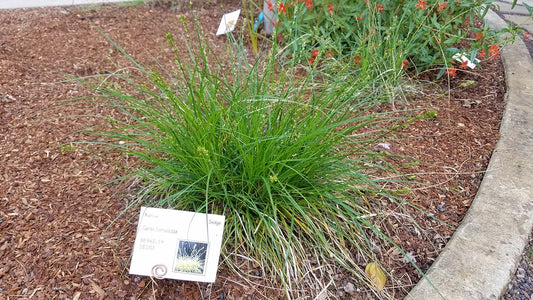 "Carex tumulicola (Foothill sedge)" by PlantRight1 is licensed under CC BY 2.0. To view a copy of this license, visit https://creativecommons.org/licenses/by/2.0/?ref=openverse.