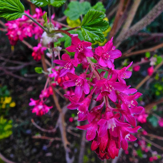 "Red-flowering currant" by nordique is licensed under CC BY 2.0.