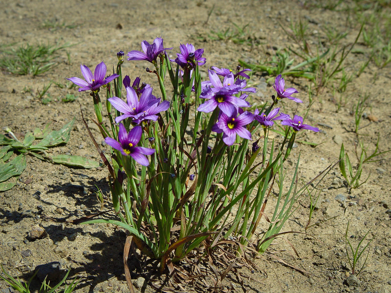 "Sisyrinchium bellum" by Franco Folini is licensed under CC BY-SA 2.0. To view a copy of this license, visit https://creativecommons.org/licenses/by-sa/2.0/?ref=openverse.