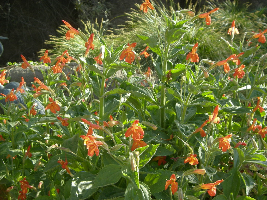 "Mimulus cardinalis" by anthony_mendoza is licensed under CC BY-NC-SA 2.0. To view a copy of this license, visit https://creativecommons.org/licenses/by-nc-sa/2.0/?ref=openverse.
