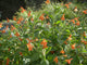 "Mimulus cardinalis" by anthony_mendoza is licensed under CC BY-NC-SA 2.0. To view a copy of this license, visit https://creativecommons.org/licenses/by-nc-sa/2.0/?ref=openverse.

