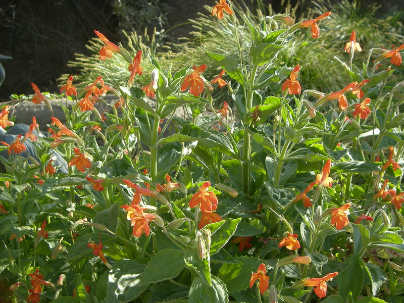 "Mimulus cardinalis" by anthony_mendoza is licensed under CC BY-NC-SA 2.0. To view a copy of this license, visit https://creativecommons.org/licenses/by-nc-sa/2.0/?ref=openverse.

