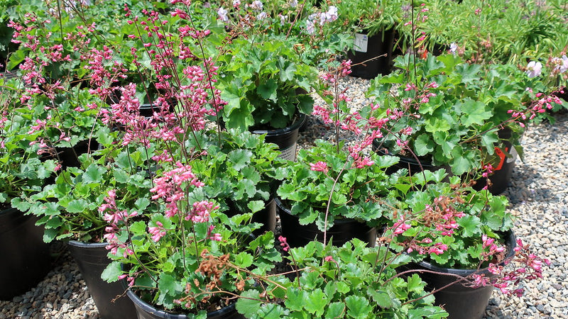 "190615 037 Corona del Mar, Roger's Gardens - Heuchera 'Canyon Duet', Heucheera 'Wendy' Coral Bells, these good performers were bred from native species" by cultivar413 is licensed under CC BY 2.0. To view a copy of this license, visit https://creativecommons.org/licenses/by/2.0/?ref=openverse.