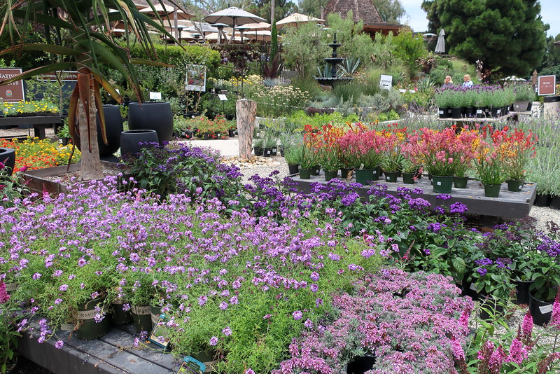 "190615 024 Corona del Mar, Roger's Gardens - Verbena 'De La Mina', Teucrium cossonii, Heliotropum 'Fragrant Delight', Buddleia 'Buzz Soft Pink'" by cultivar413 is licensed under CC BY 2.0.