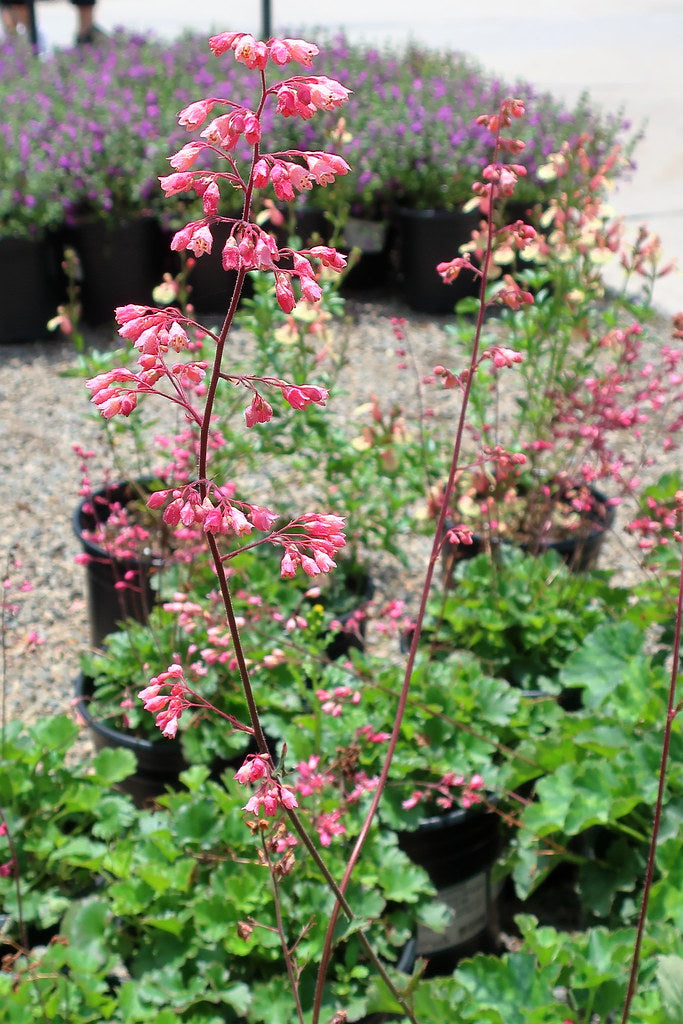 "190615 039 Corona del Mar, Roger's Gardens - Heuchera 'Canyon Duet' Coral Bells, Salvia greggii 'Sierra de San Antonio'" by cultivar413 is licensed under CC BY 2.0. To view a copy of this license, visit https://creativecommons.org/licenses/by/2.0/?ref=openverse.
