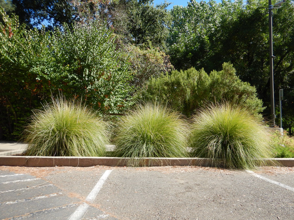 "Muhlenbergia rigens - deergrass" by Matt Lavin is licensed under CC BY-SA 2.0. To view a copy of this license, visit https://creativecommons.org/licenses/by-sa/2.0/?ref=openverse.
