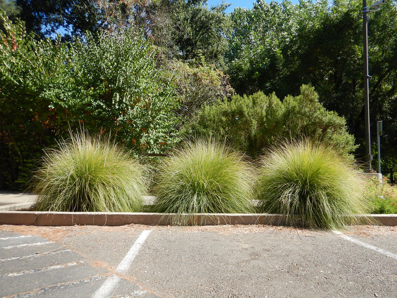 "Muhlenbergia rigens - deergrass" by Matt Lavin is licensed under CC BY-SA 2.0. To view a copy of this license, visit https://creativecommons.org/licenses/by-sa/2.0/?ref=openverse.
