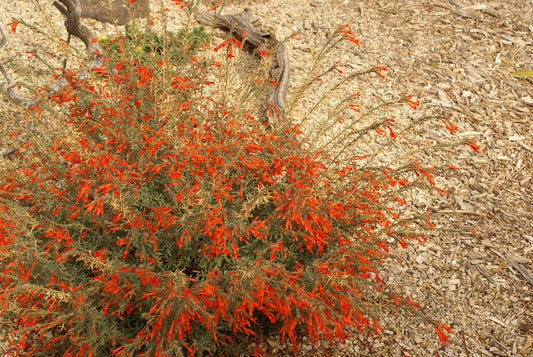 "Zauschneria californica (Epilobium canum)" by Native Heart Collections ~ Debbie Ballentine is licensed under CC BY-ND 2.0. To view a copy of this license, visit https://creativecommons.org/licenses/by-nd/2.0/?ref=openverse.
