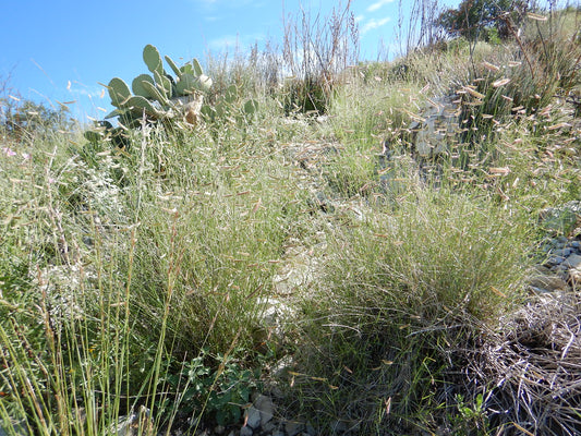 "Bouteloua gracilis - blue grama" by Matt Lavin is licensed under CC BY-SA 2.0. To view a copy of this license, visit https://creativecommons.org/licenses/by-sa/2.0/?ref=openverse.
