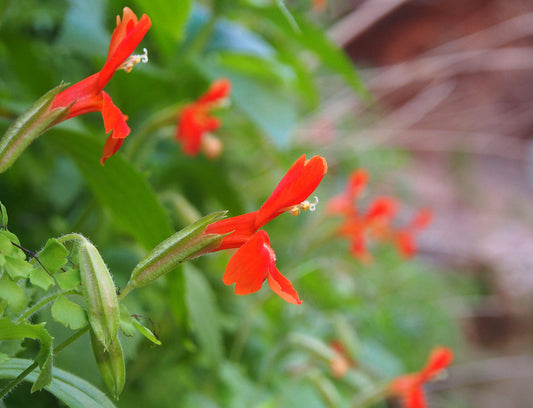 "Mimulus cardinalis" by amywashuta is licensed under CC BY 2.0. To view a copy of this license, visit https://creativecommons.org/licenses/by/2.0/?ref=openverse.
