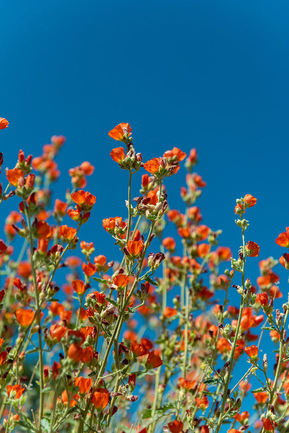 "Desert Globemallow (Sphaeralcea ambigua)" by Joshua Tree National Park is marked with Public Domain Mark 1.0.