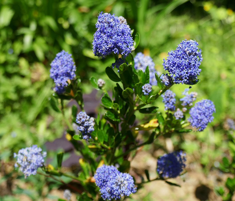 "Au jardin, céanothe (Ceanothus Thyrsiflorus 'Skylark'), Bosdarros, Béarn, Pyrénées Atlantiques, Nouvelle-Aquitaine, France." by byb64 is licensed under CC BY-NC-SA 2.0.