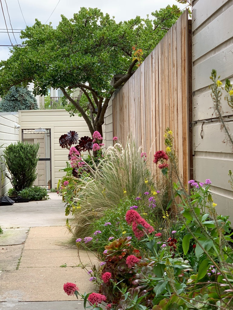 Garden Design Consultation