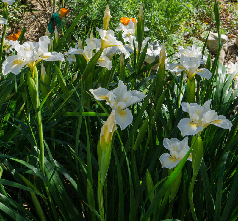 "Iris douglasiana 'Canyon Snow'" by CountryMouse13 is licensed under CC BY 2.0. To view a copy of this license, visit https://creativecommons.org/licenses/by/2.0/?ref=openverse.