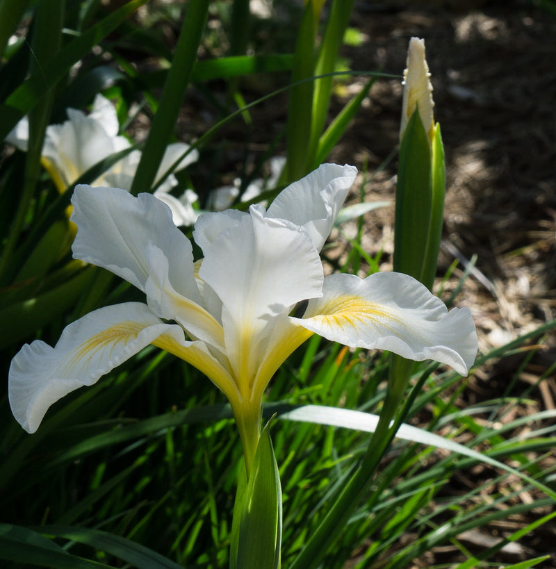 "Iris douglasiana 'Canyon Snow'" by CountryMouse13 is licensed under CC BY 2.0. To view a copy of this license, visit https://creativecommons.org/licenses/by/2.0/?ref=openverse.
