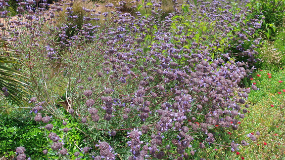 "210624 034 San Diego Botanic Gdn - Dickinson Family Conservatory, Salvia clevelandii x leucophylla 'Allen Chickering', Delosperma sp Ice Plant" by cultivar413 is licensed under CC BY 2.0. To view a copy of this license, visit https://creativecommons.org/licenses/by/2.0/?ref=openverse.
