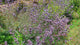 "210624 034 San Diego Botanic Gdn - Dickinson Family Conservatory, Salvia clevelandii x leucophylla 'Allen Chickering', Delosperma sp Ice Plant" by cultivar413 is licensed under CC BY 2.0. To view a copy of this license, visit https://creativecommons.org/licenses/by/2.0/?ref=openverse.

