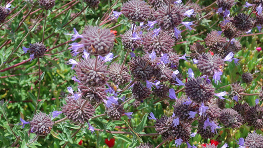 "210624 035 San Diego Botanic Gdn - Dickinson Family Conservatory, Salvia clevelandii x leucophylla 'Allen Chickering'" by cultivar413 is licensed under CC BY 2.0. To view a copy of this license, visit https://creativecommons.org/licenses/by/2.0/?ref=openverse.
