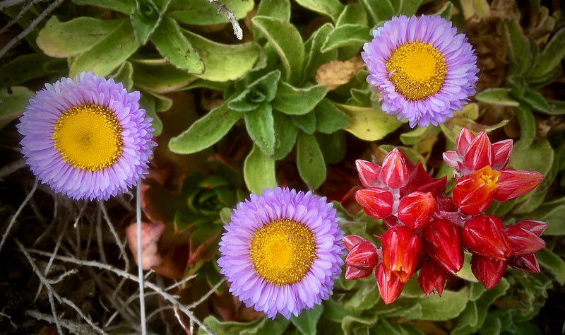 "3 seaside daisies (Erigeron glaucus) & a Dudleya cymosa (I think)" by Pete Tillman is licensed under CC BY-SA 2.0. To view a copy of this license, visit https://creativecommons.org/licenses/by-sa/2.0/?ref=openverse.