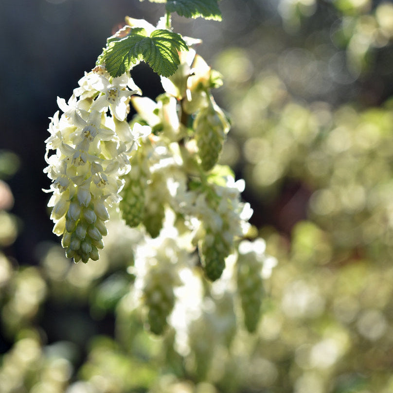 "Ribes sanguineum 'White Icicle'" by conall.. is licensed under CC BY 2.0.