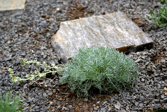 "Artemisia Pycnocephala" by jacki-dee is licensed under CC BY-NC-ND 2.0. To view a copy of this license, visit https://creativecommons.org/licenses/by-nc-nd/2.0/?ref=openverse.

