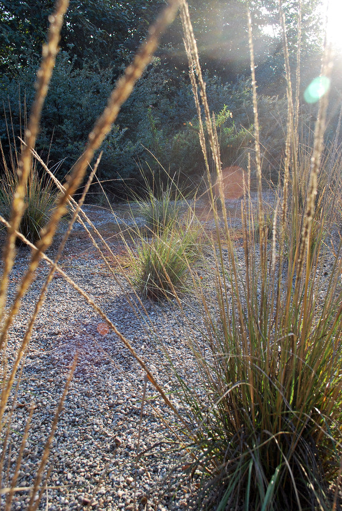 "Muhlenbergia rigens" by briweldon is licensed under CC BY 2.0. To view a copy of this license, visit https://creativecommons.org/licenses/by/2.0/?ref=openverse.
