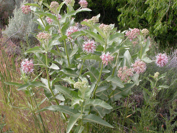 "Asclepias speciosa" by Matt Lavin is licensed under CC BY-SA 2.0. To view a copy of this license, visit https://creativecommons.org/licenses/by-sa/2.0/?ref=openverse.

