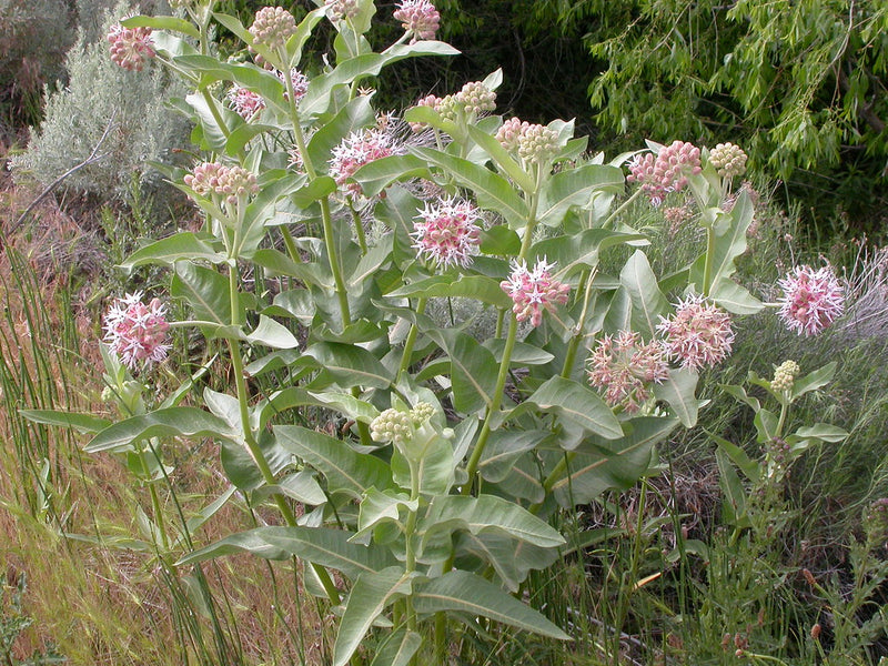 "Asclepias speciosa" by Matt Lavin is licensed under CC BY-SA 2.0. To view a copy of this license, visit https://creativecommons.org/licenses/by-sa/2.0/?ref=openverse.
