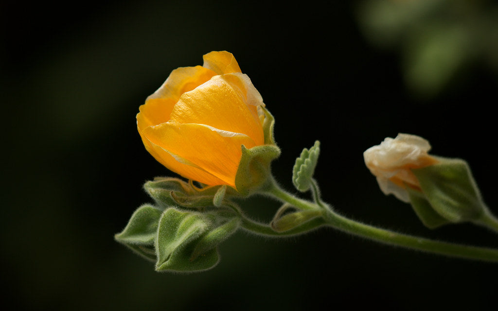 "Abutilon palmeri" by Aly3naa is licensed under CC BY 2.0.